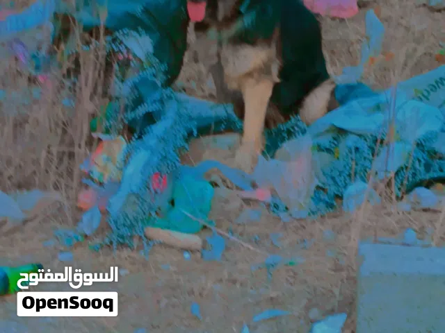 كلبه جرمن حمل