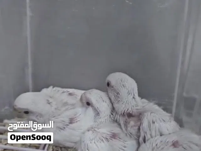 بركديلو البينو عين حمره حجم جامبو الله يبارك جاهز لترويض