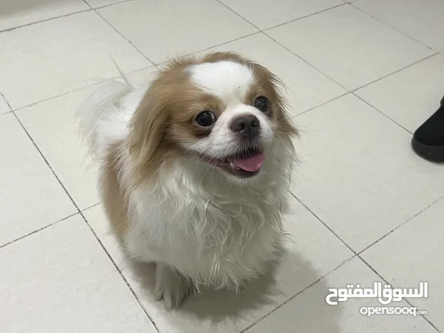 Puppies Shih Tzu for sale . Pure breed