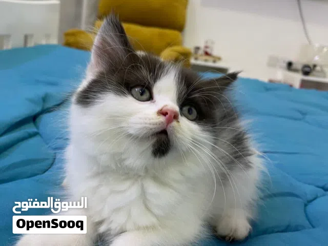 قطط للبيع  العمر شهرين