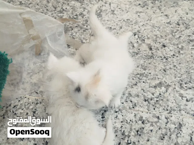 قطط شيرازي مصري