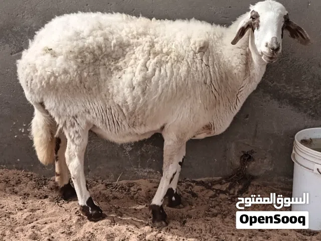 نعجه يونانيه تومي