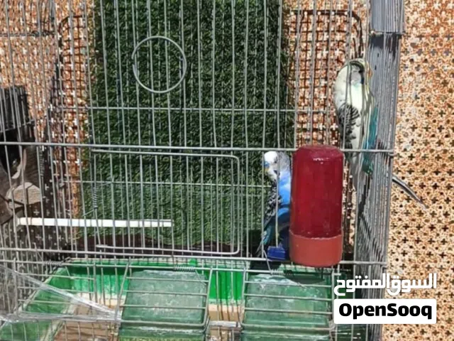 جوز حب شغال صلاة النبي تحته 6بيضات بلش يفقص من مبارح صار مفقس 2والباقي عالطريق ان شاء الله