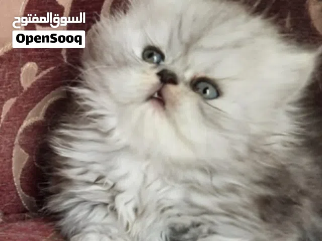 كتن شانشيلا سلفر بيكي فيس  شهرين