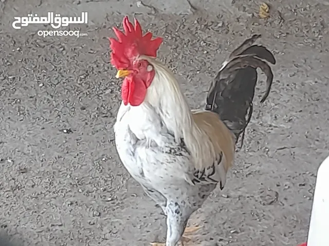 دياكه عمانيه كبار السعر3,5ودياكه باكستاني السعر20ريال الحبه