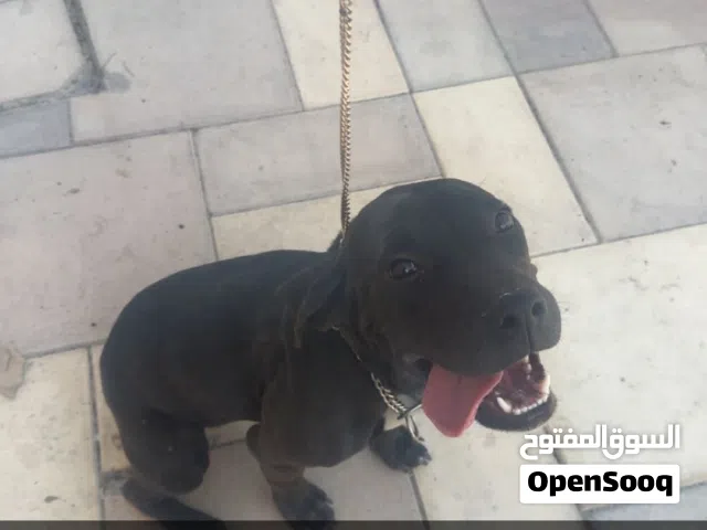 السعر1500قابل للتفاوض