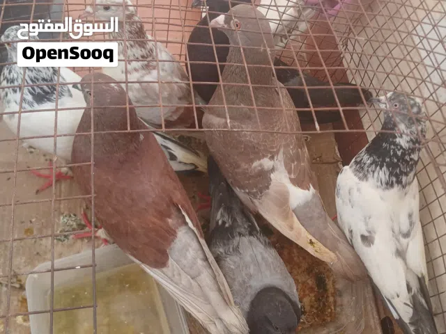 حمام نضيف مشكل الواحد على 2 دينار فقط  حياكم كميه محدوده