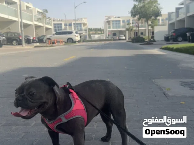 Blue Exotic Female French Bulldog – 10 Months – Healthy & Vaccinated