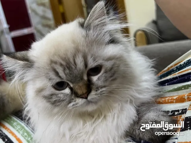 مطلوب زوج ل الانثى مالتي