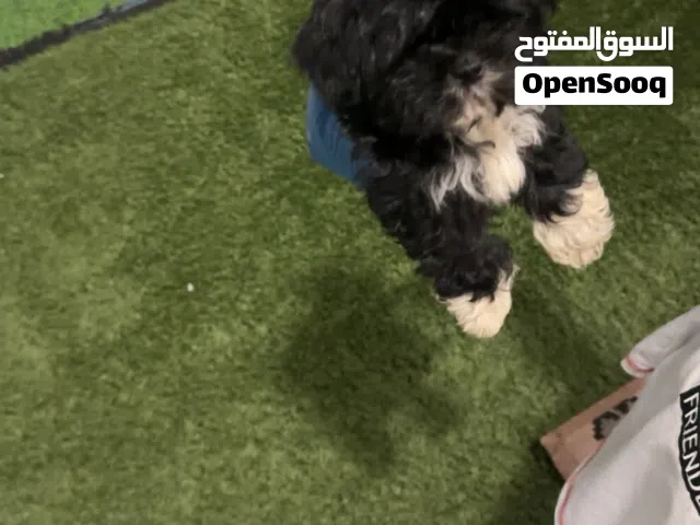 للبيع كلب شيتزو