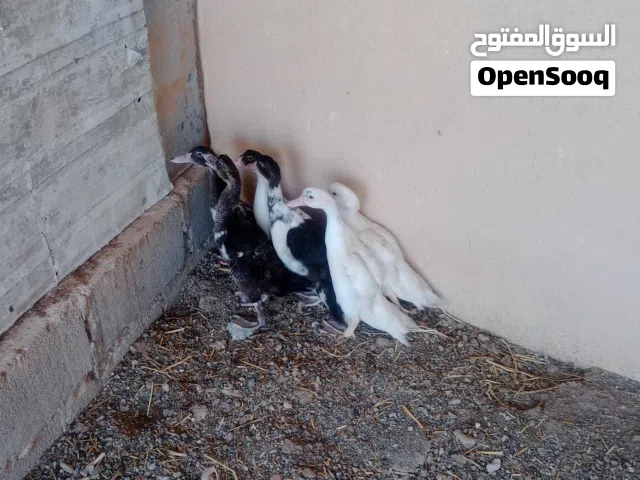 للبيع بط مصري