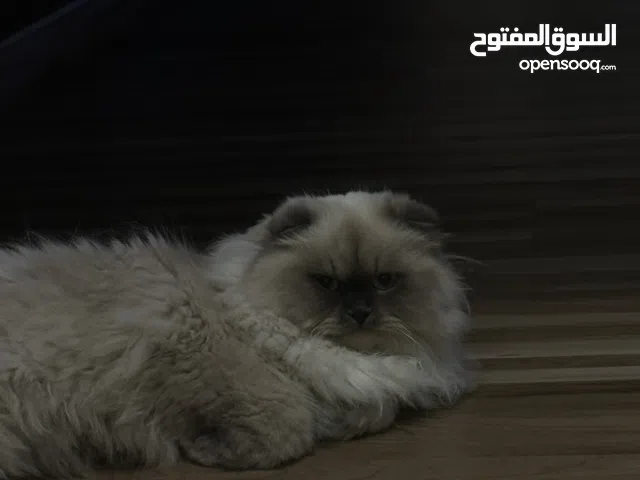 للبيع قطة سكوتش فولد أنثى   أبيض مع رمادي (وجه هيملايا)