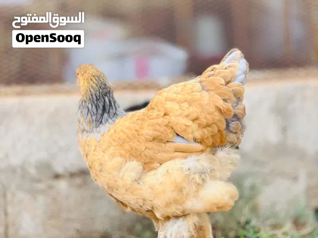 كوبيه براهما ليموني طوق رصاصي درجه اولى