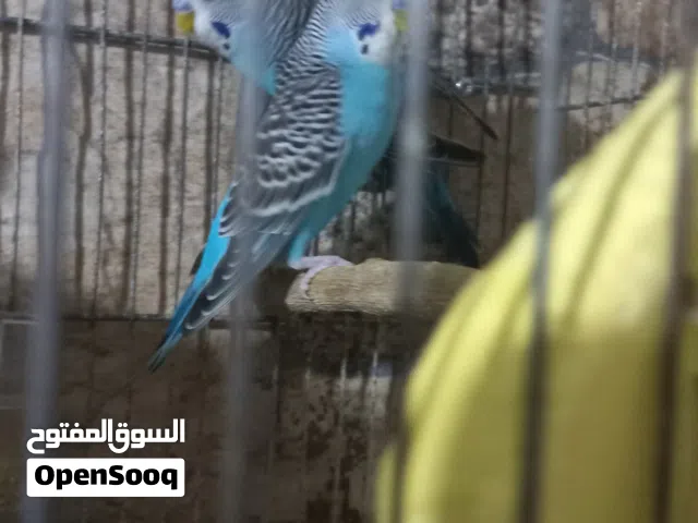 2 ذكر رينبو انجليزي