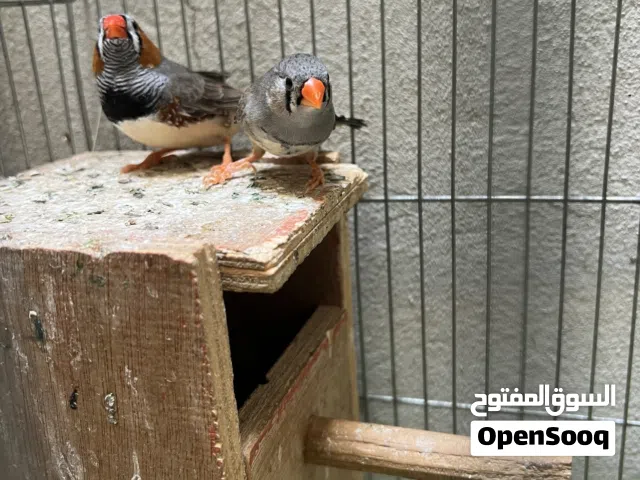 زوج زيبرا للانتاج