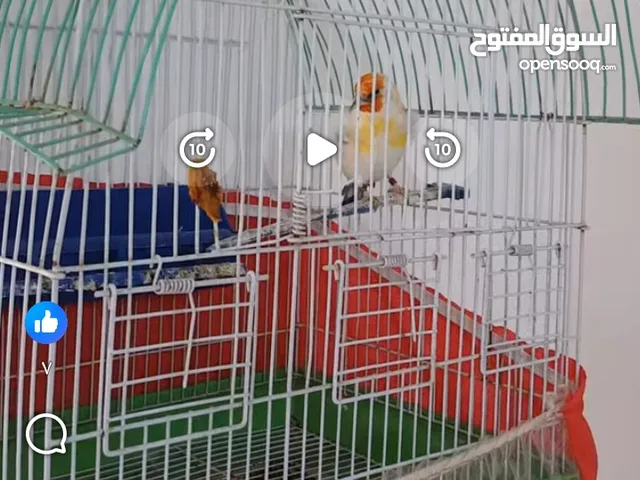 مطلوب حسون بغني بسعر طري مطلوب حسون مغنى فقط طير حسون هوايه