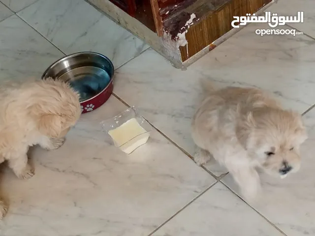 كلاب فرنسيه للبيع العمر 40 يوم