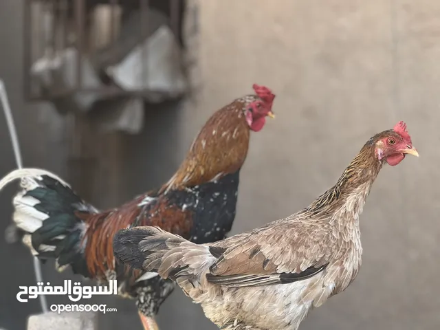 ديج ودجاجة عرف افرك