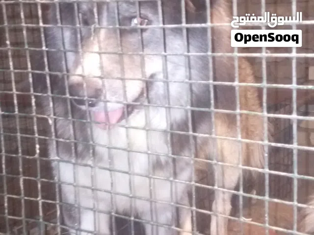 كلاب هايسكي للبيع