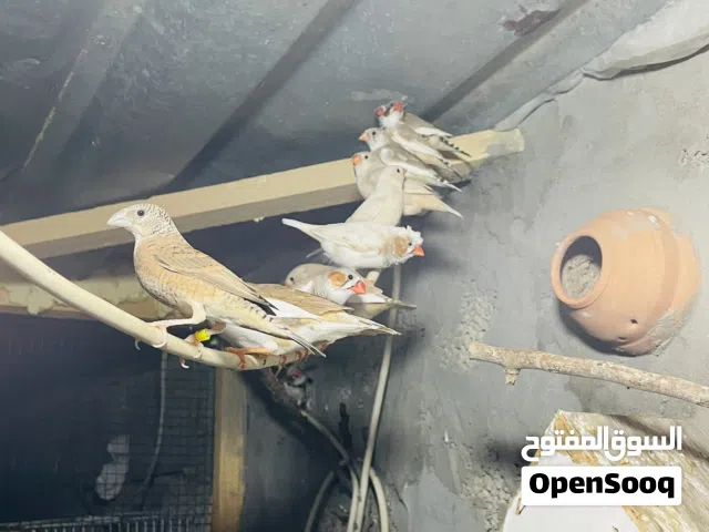 حضيرة عصافير زيبرا لبيع جمله بسعر كزيوني بالحضانات كامله (حتي تحويل عادي)
