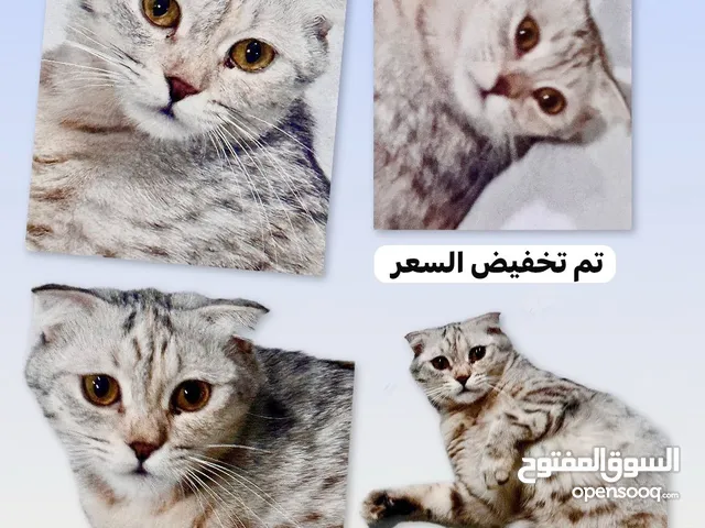 للبيع بشكل عاجل قط تركي ضخم و (قطة سكوتيش فولد جميلة في سن التزاوج)الاسعار قابلة للتفاوض