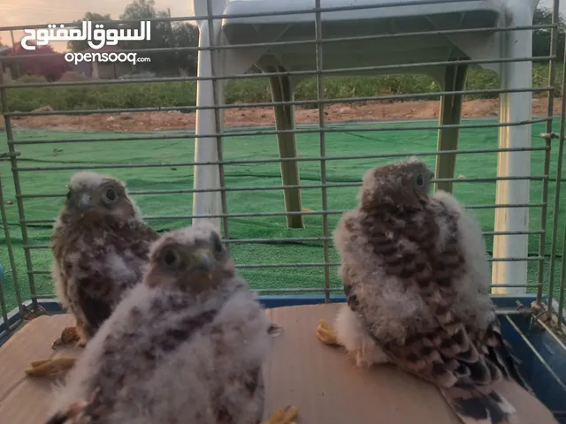 فراخ صقيري للبيع العدد 4
