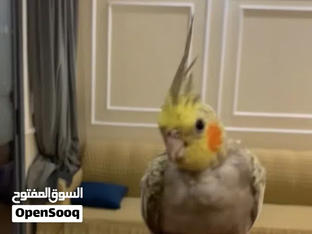 كوكتيل ماشالله. عمره 6 اشهور انتاج السعر 16 دينار وقابل للتفاوض