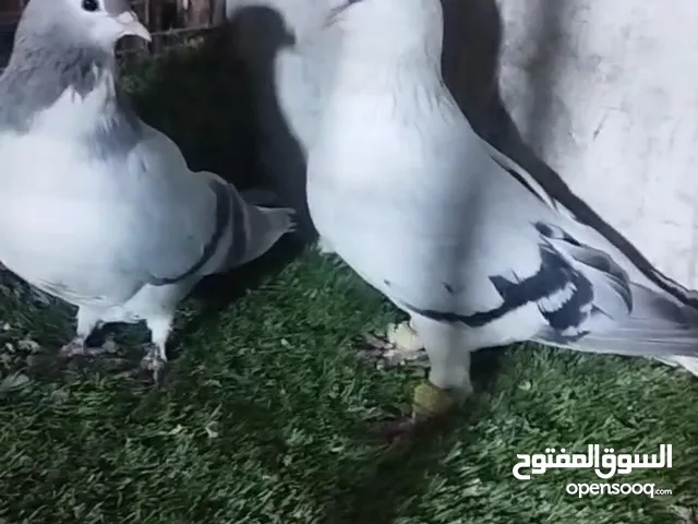 عشر جواز للبيع