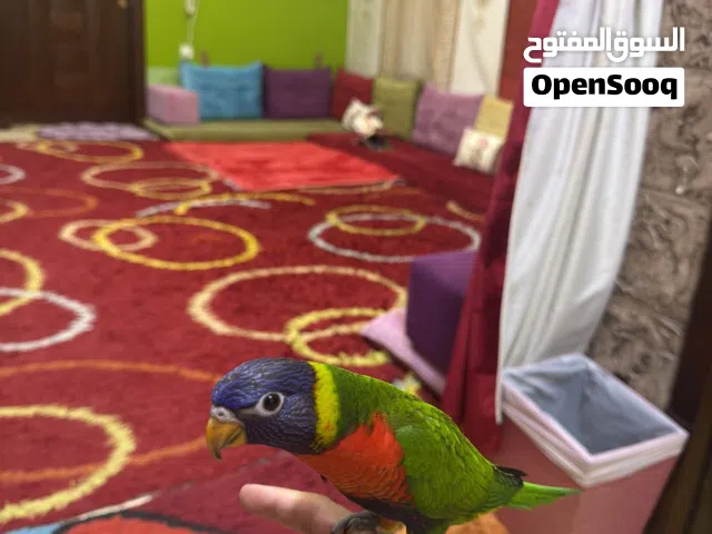 طير لوري أليف جناح كامل يطير و يرجع لك