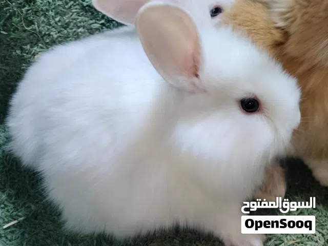 ارانب زينه جامعه حلوان كلمني واتس