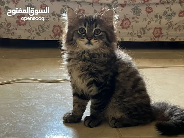 Persian kitten