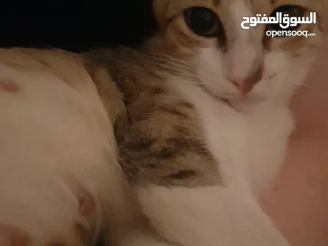 قطة شارع للتبني