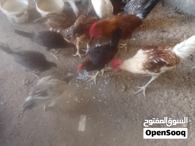 دجاج للبيع اقرا الوصف