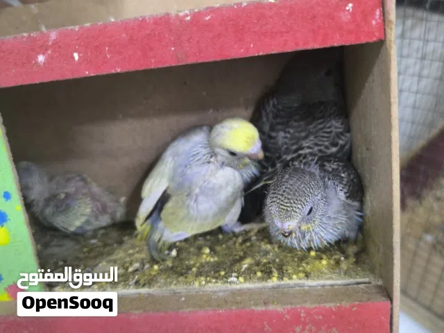 نثية ريمبو مع الافراخ 3