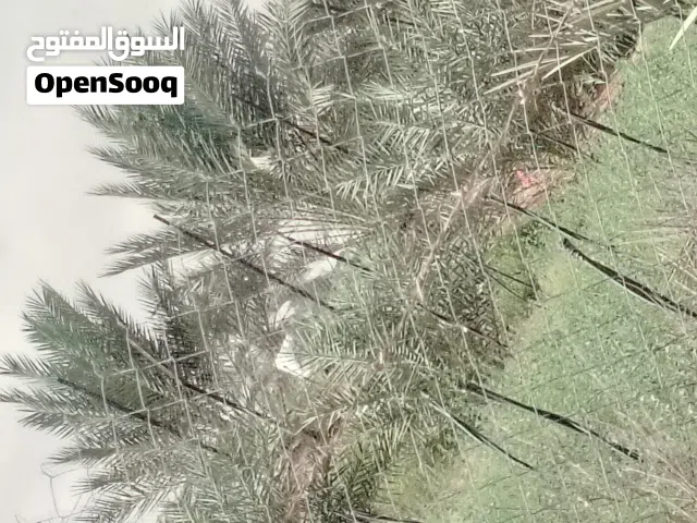 موقع فلج المشايخ جهت الشرق مزرعه يوجد بها 600نخله المبسلي وجميع انواع نخيل قابله لتمديد