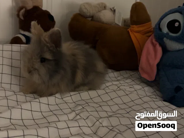 ارنب تيدي بير ذكر للبيع