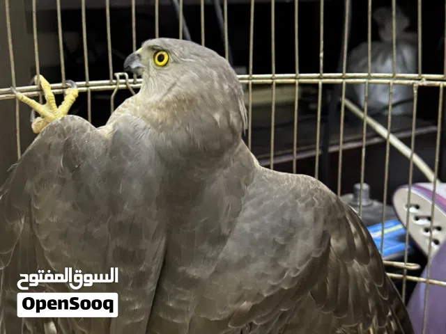 الباشق الاوراسي