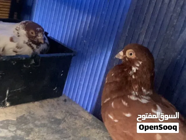 حمام للبيع