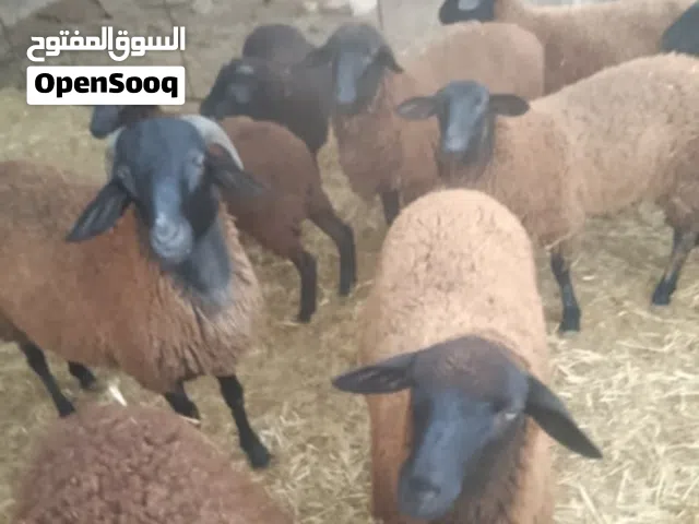موجود بركوسات تيبار سويس عشار مبينين خشان و نضاف حاجة متع رباية لليحب الباهي مرحبا بيه