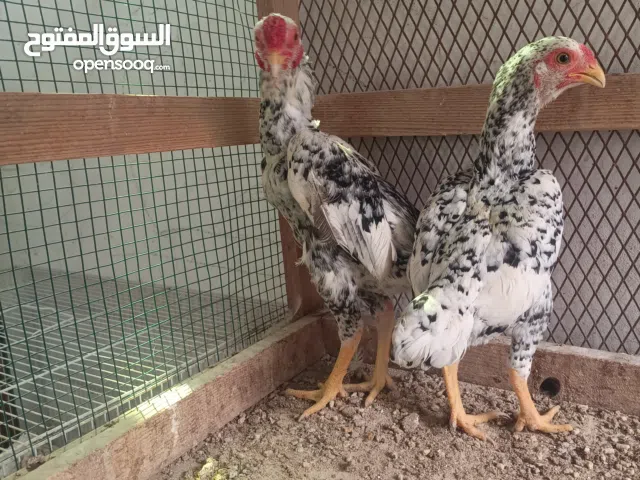 للبيع دجاج كاشامو قزم