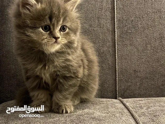 انثى وذكر شيرازي بيور'اصل'الوان رمادي بني عمرهم شهر ونص دبدوبات نظيفات أليفات صحتهم ممتازةة