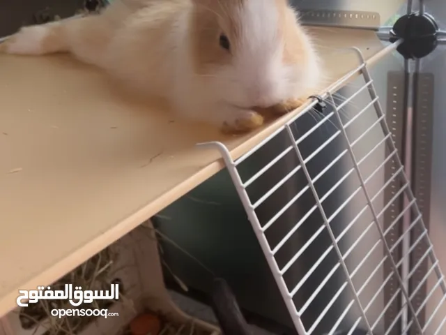 Two loving rabbit