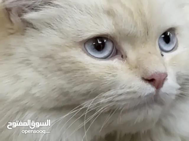 قطه نوع راجاموفين
