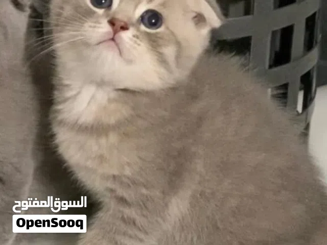 Scottish fold shorthair
