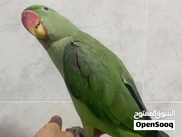 للبيع متو نيبالي ذكر متكلم مشروط