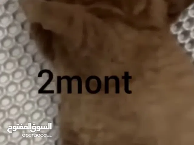 اخوان الي عده جرو هاسكي للتبني هيراسلني رايده للبيت اخلي بلحديقه