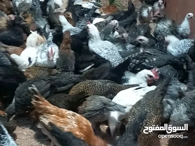 متاح بحدود 100 حبه من عمر شهرين ونص لثلاثه أشهر فرخات وديوك موجودات في مادبا ماخذات جميع المطاعيم