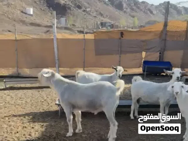 بيع اغنام وجعد العدد 17 راس
