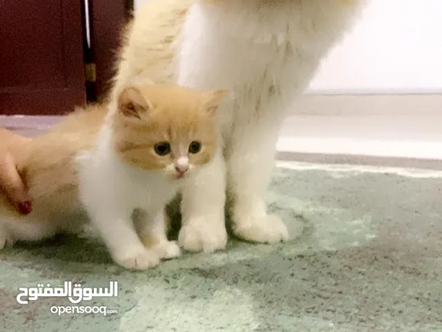 قط مين كون ابيض و برتقالي