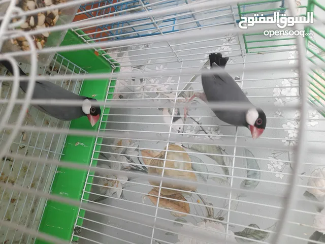 جاو من كل نوع الون